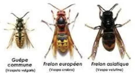 Guide d'identification des frelons et insectes
