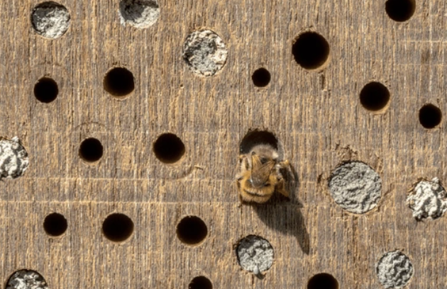 Abeilles solitaires: discrètes, inoffensives etindispensables