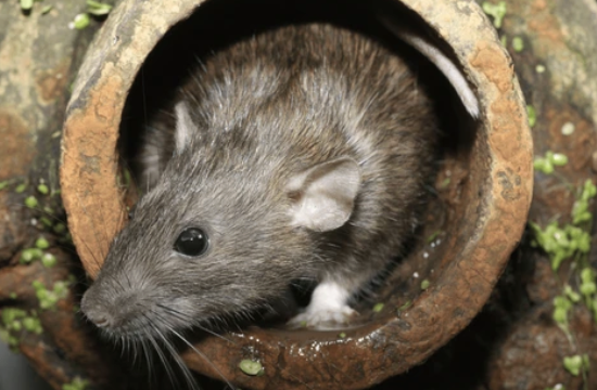 Le retour des rats au printemps: causes et solutions