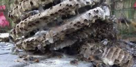 Frelon asiatique et tempete