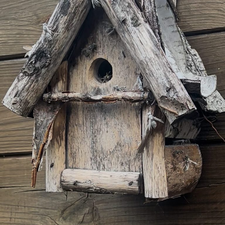 Guepes en octobre que faire