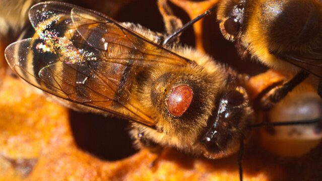 Mercosur et apiculture