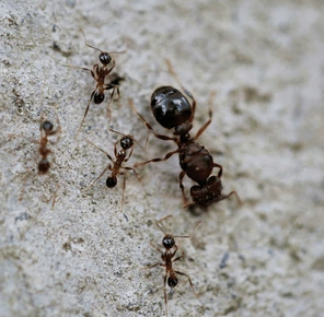 destruction de nid de fourmis