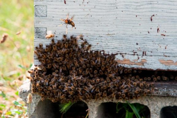 Proteger les ruches