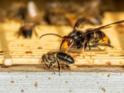Frelon asiatique menace abeilles 62