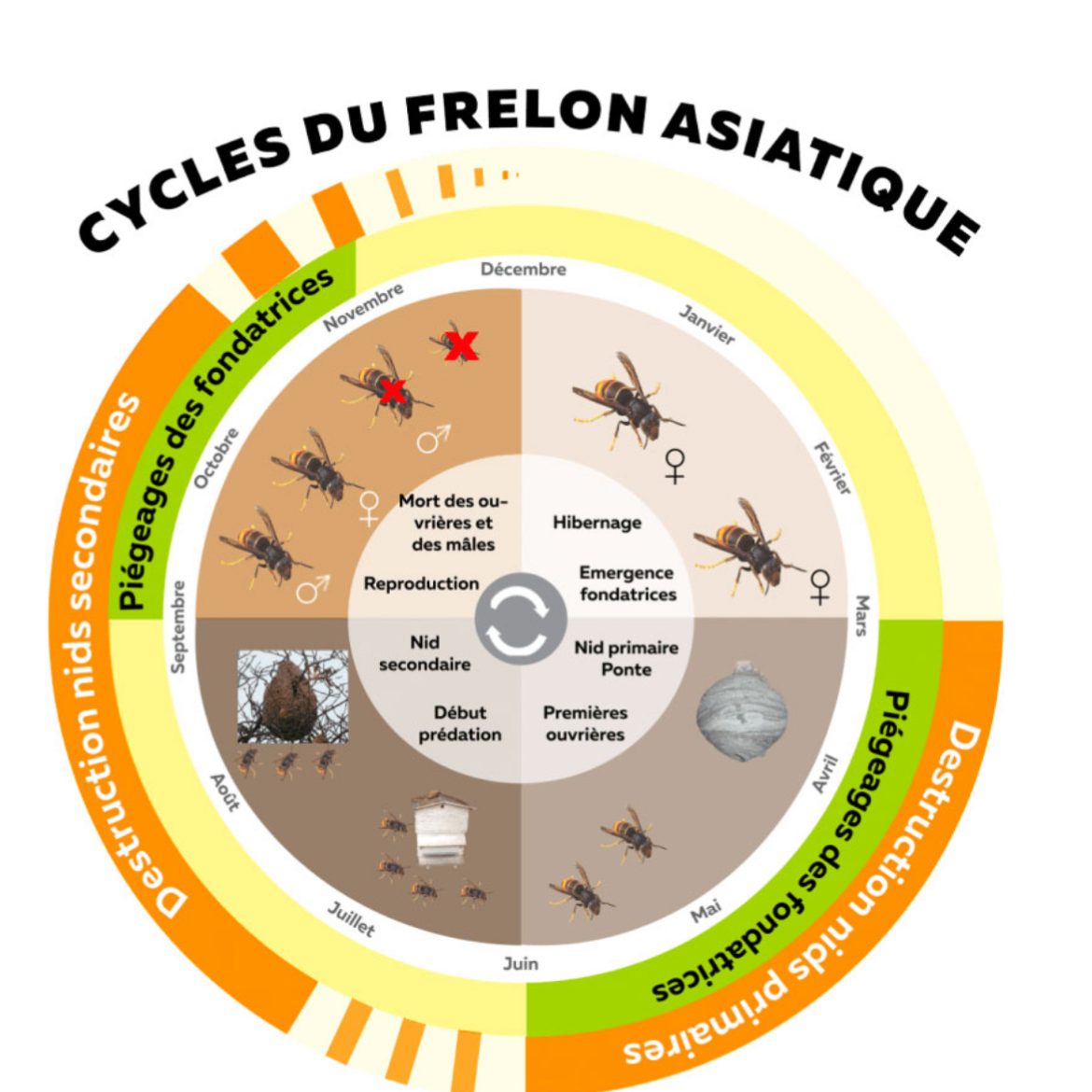 Cycle du frelon asiatique