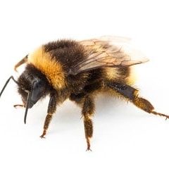 Bourdons biodiversite nids