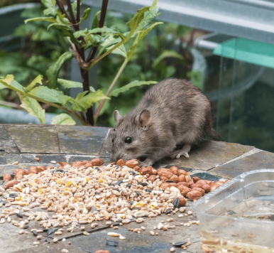 Pourquoi les infestations de rongeurs augmentent dans les zones urbaines ?