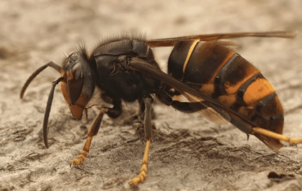 Les erreurs à éviter face à un nid de guêpes ou de frelons