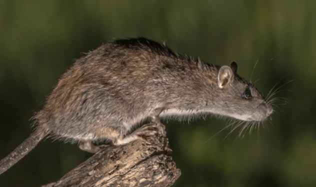 Les différences entre un professionnel de la dératisation et un amateur