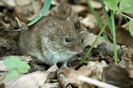 Pourquoi les raticides du commerce finissent toujours par échouer