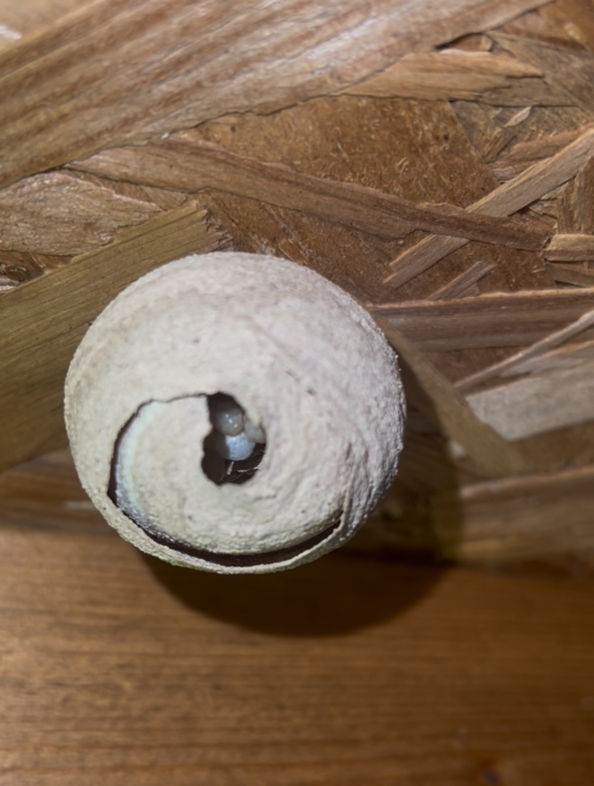 Frelon asiatique au jardin : les bons réflexes