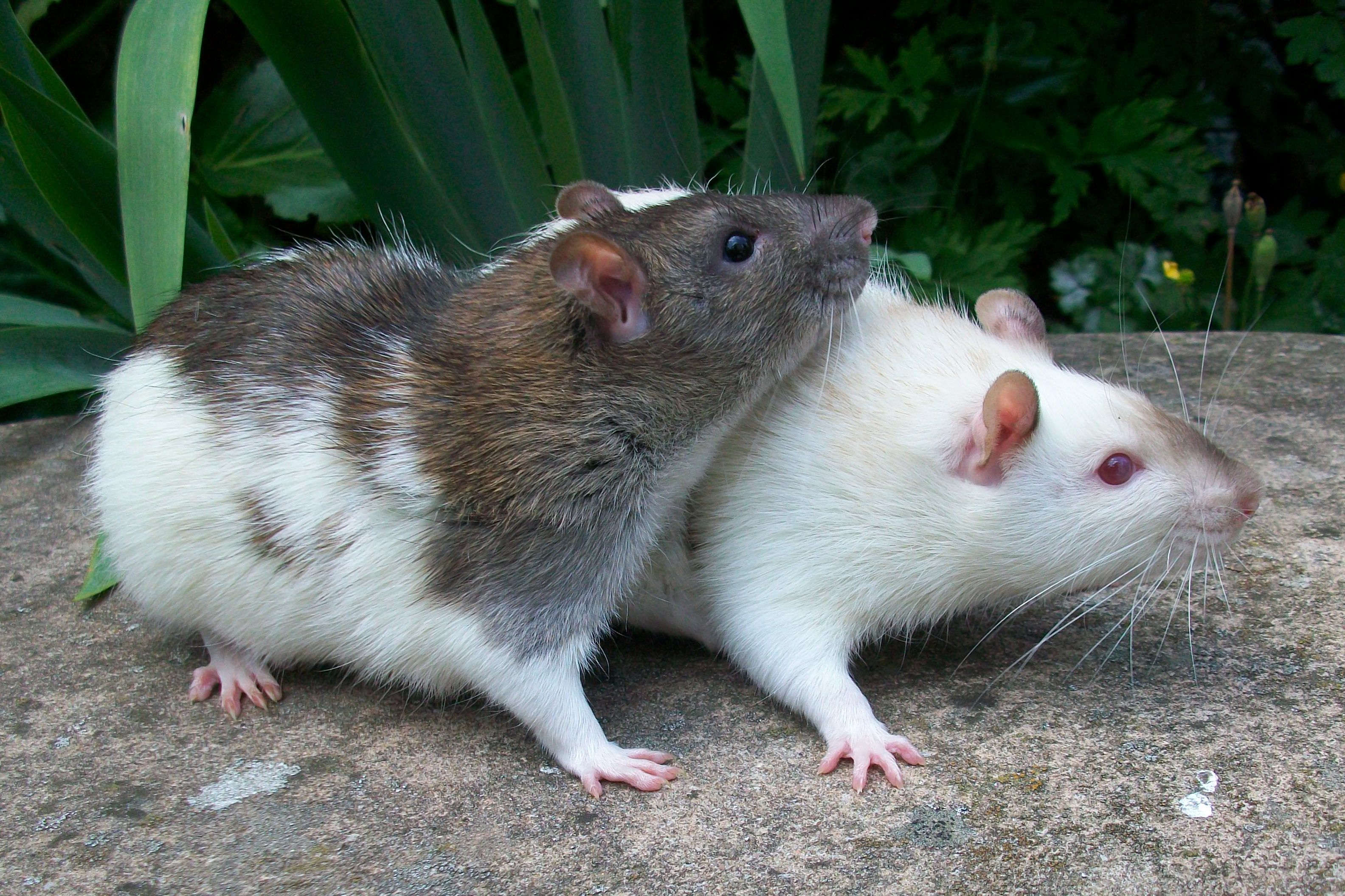 Comment se débarrasser des rats vite