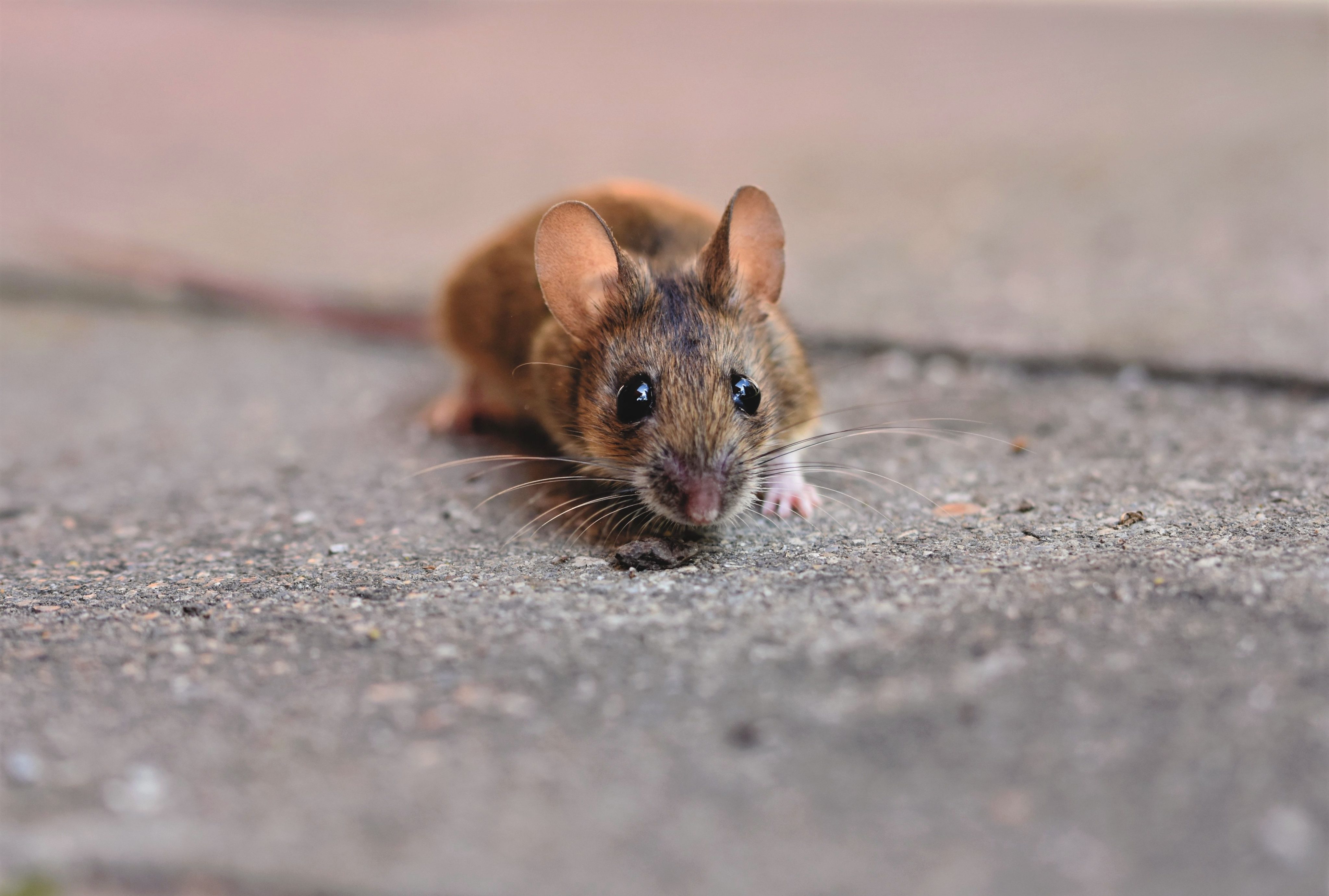 Souris ou loirs dans le grenier : les reconnaître