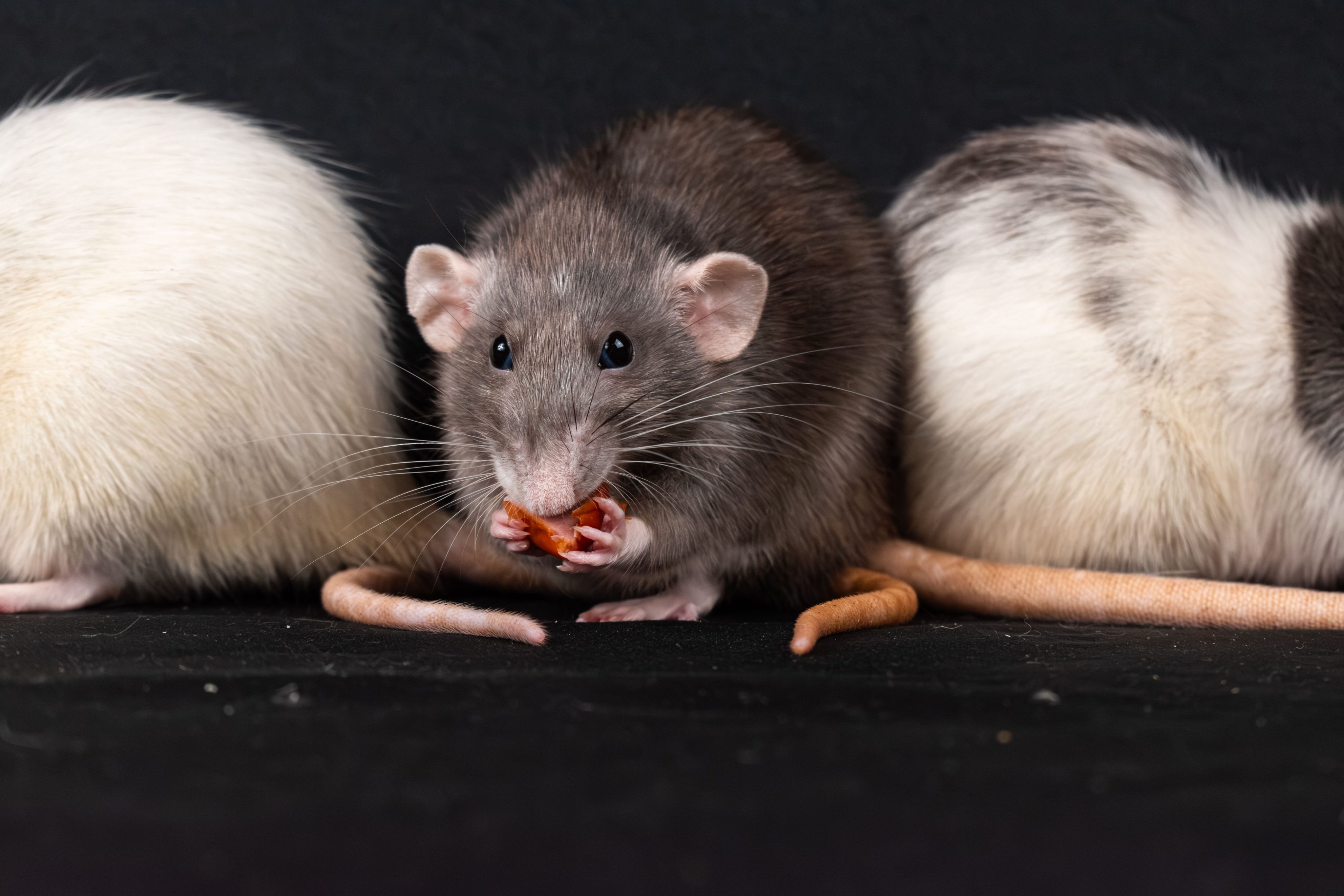 Comment traiter des rats durablement chez soi