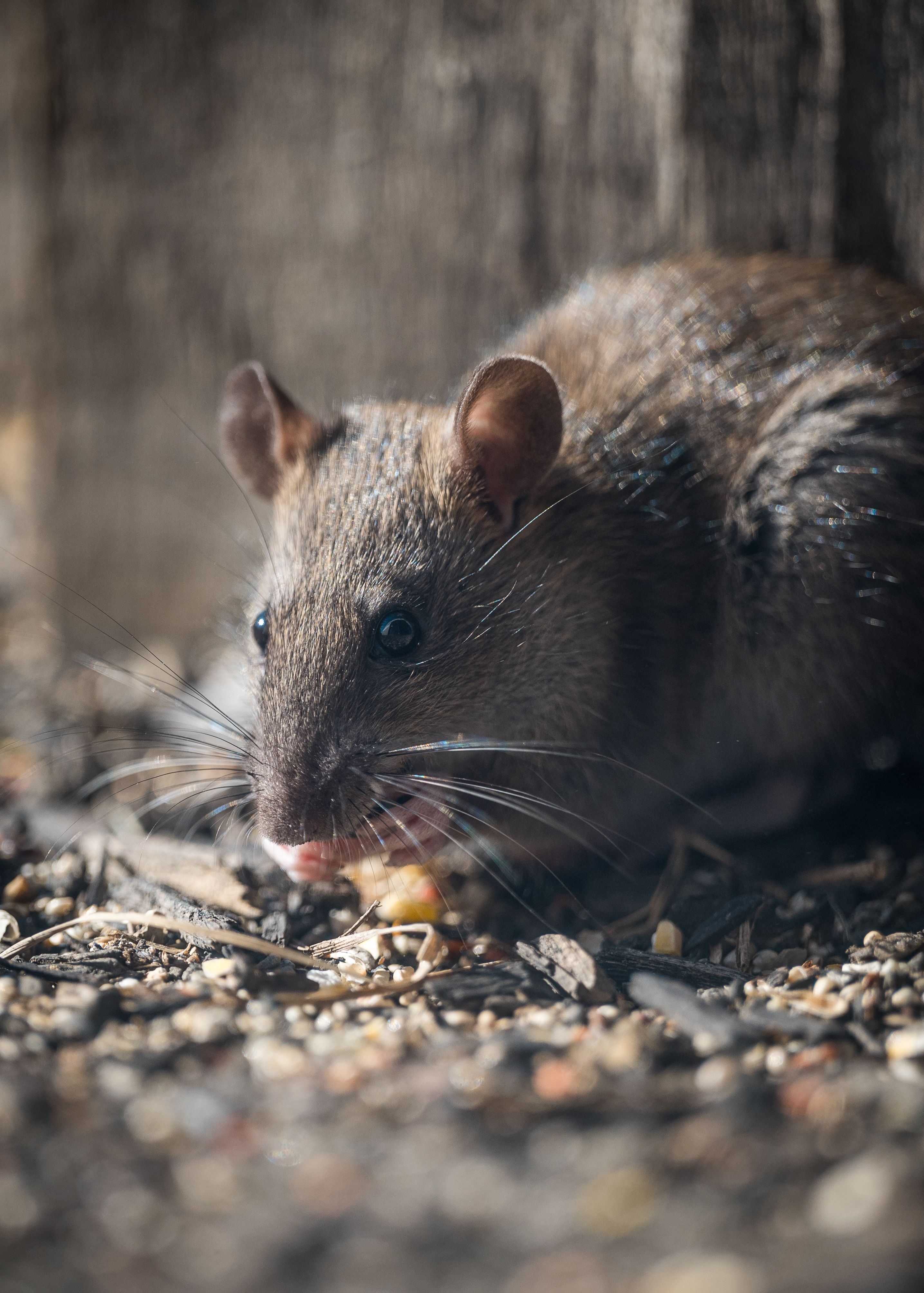 Quand agir pour dératiser rats et souris