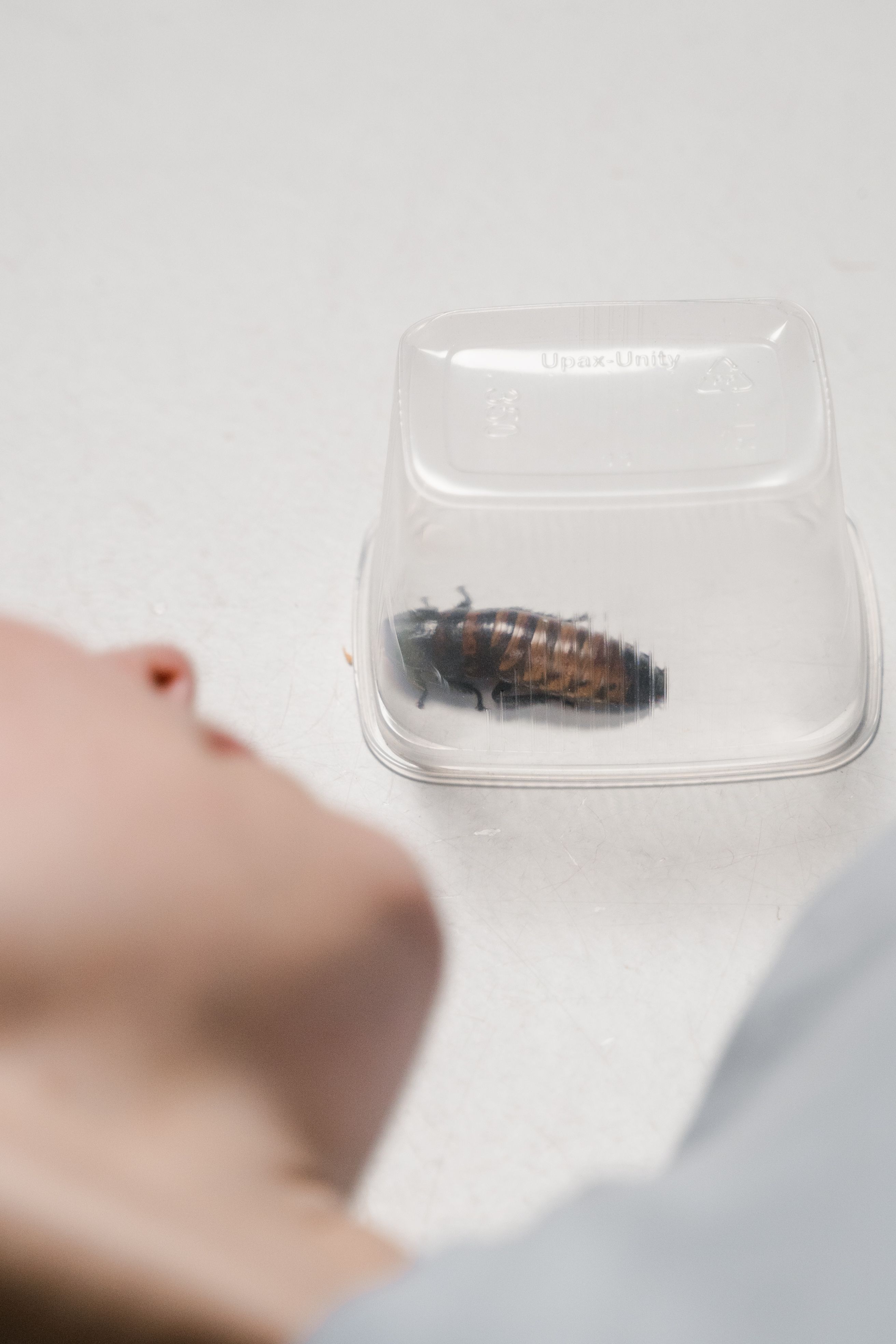 Comment stopper une invasion de cafards ?