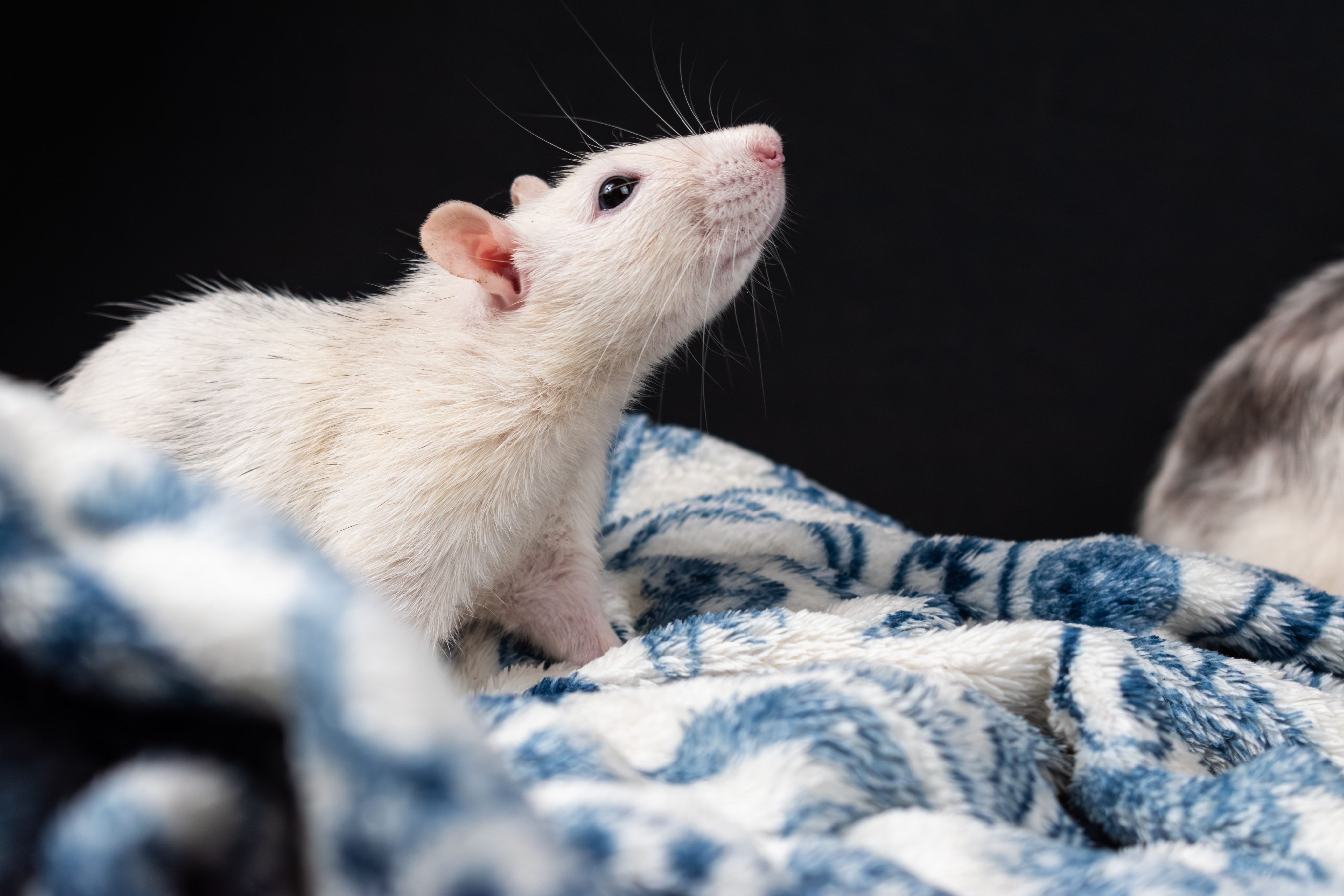 Éliminer les rats dans les combles rapidement