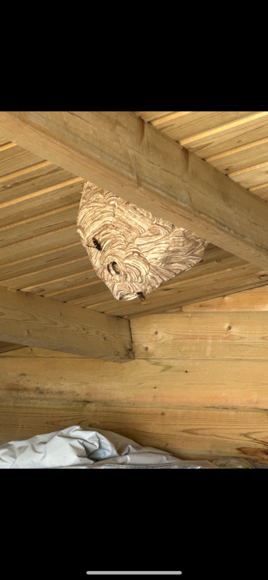 Nid chalet Ablin-Saint-Nazaire Intervention professionnelle pour enlever un nid de frelon asiatique ou de guêpes sur habitation à Ablin-Saint-Nazaire