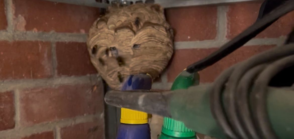 destruction nid frelon asiatique mont saint eloi