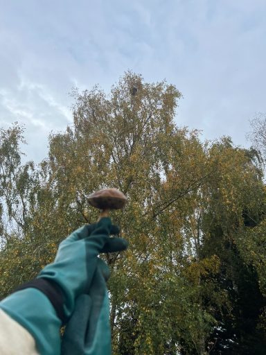 Nid Hauteur Lievin Destruction de nid de frelon asiatique par paintball – Intervention sécurisée