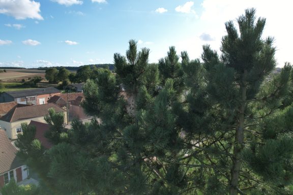 frelon asiatique Pernes Destruction d’un nid de frelon asiatique en hauteur par Artois Nuisibles Guêpes Frelons – intervention sécurisée dans le Pas-de-Calais.