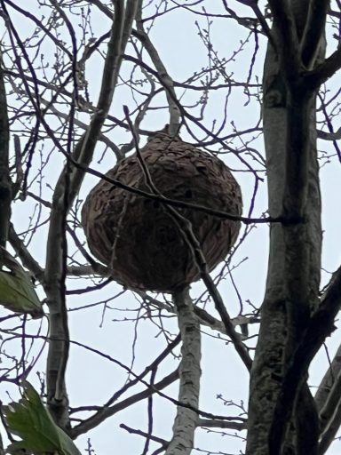 Nid hauteur Arras Urgence nid frelon asiatique : destruction rapide d’un nid actif à proximité d’une maison à Arras