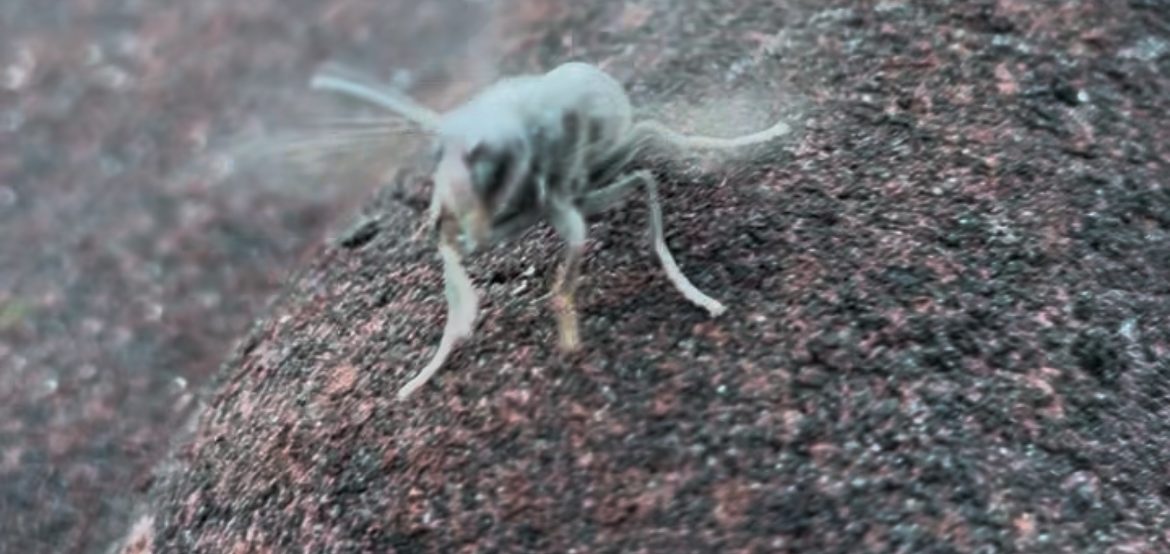 destruction nid frelon asiatique Vendin-lLe-Vieil