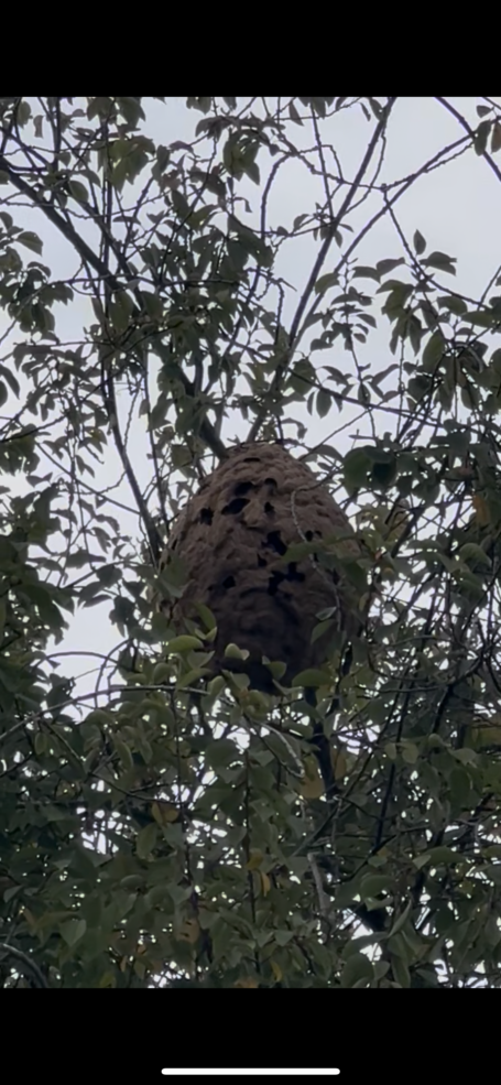 Nid frelon asiatique à 20 mètre après traitement