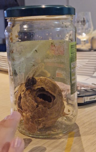 Début Nid Achicourt Intervention sur un début de nid de frelon asiatique très actif, réalisée en toute sécurité à Achicourt