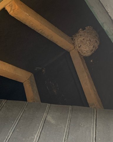 Nid frelon Lens. Exemple d’intervention nid frelon asiatique avec équipement de protection complet à Lens.