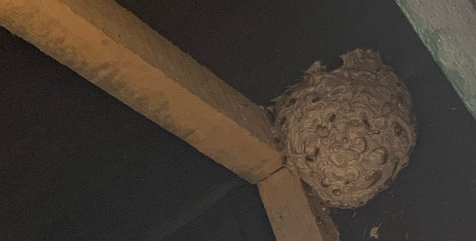 exterminateur nid de guepes vendin le vieil