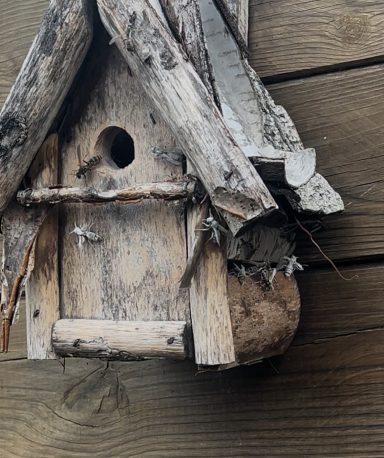 nid nichoir Sains-En-Gohelle Intervention sécurisée pour détruire un nid de frelon asiatique dans un nichoir à oiseau à Sains-en-Gohelle