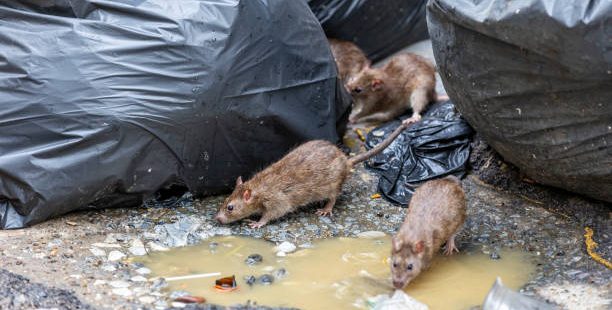 rat bruay pres des poubelles