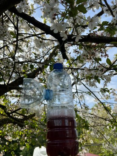Piège à frelon Piège a frelon asiatique maison a base de vin blanc, bière brune, sirop de cassis