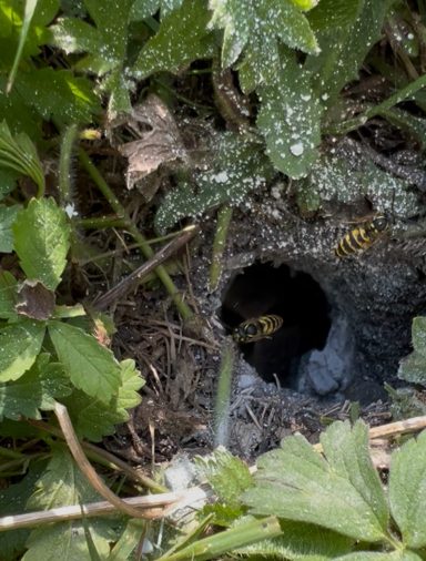 Nid Guêpes Annezin Sécurisation d’un jardin après destruction de nid de guêpes rapide à Annezin.