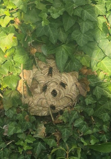 Nid haie Saint-Nicolas-Lès-Arras Intervention professionnelle pour enlever un nid de frelon asiatique ou de guêpes sur habitation à Saint-Nicolas-Lès-Arras