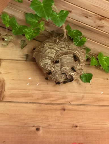 Nid chalet Bruay-la-Buissière. Intervention sur un nid de frelon asiatique très actif dans un chalet de jardin, réalisée en toute sécurité à Bruay-la-Buissière.