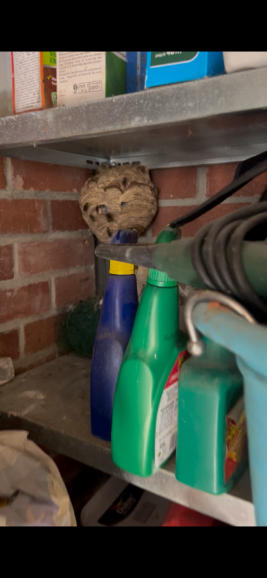 Nid Frelon Aubigny-En-artois Entreprise anti frelons et guêpes intervenant à Aubigny-En-Artois pour la destruction d’un nid dangereux.