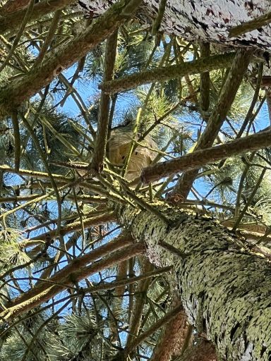 Nid Frelon Lievin Urgence nid frelon asiatique : destruction rapide d’un nid actif à proximité d’une maison à Liévin.