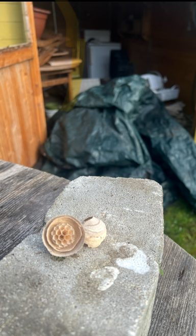 Début nid Grenay Intervention professionnelle pour enlever un début de nid de frelon asiatique dans un chalet de jardin à Grenay (CALL).